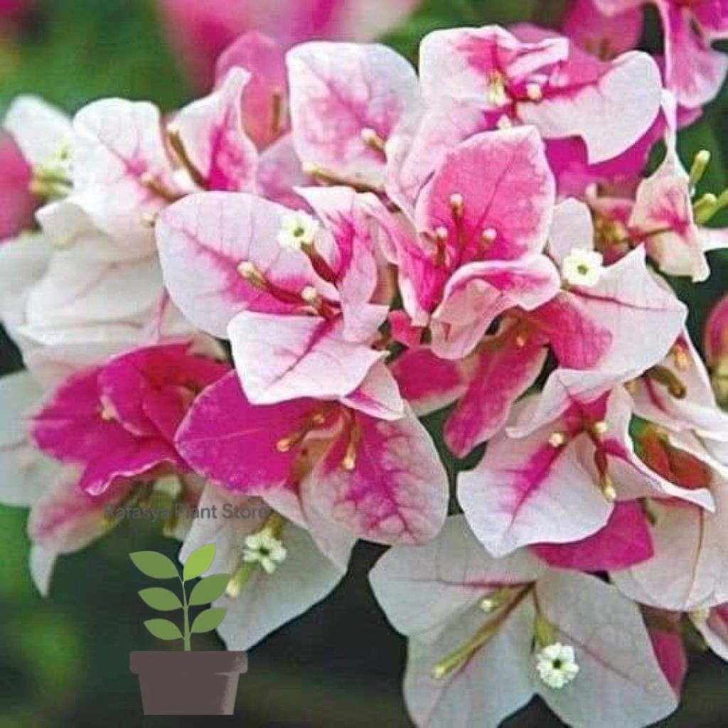 bougenville sakura ice cream