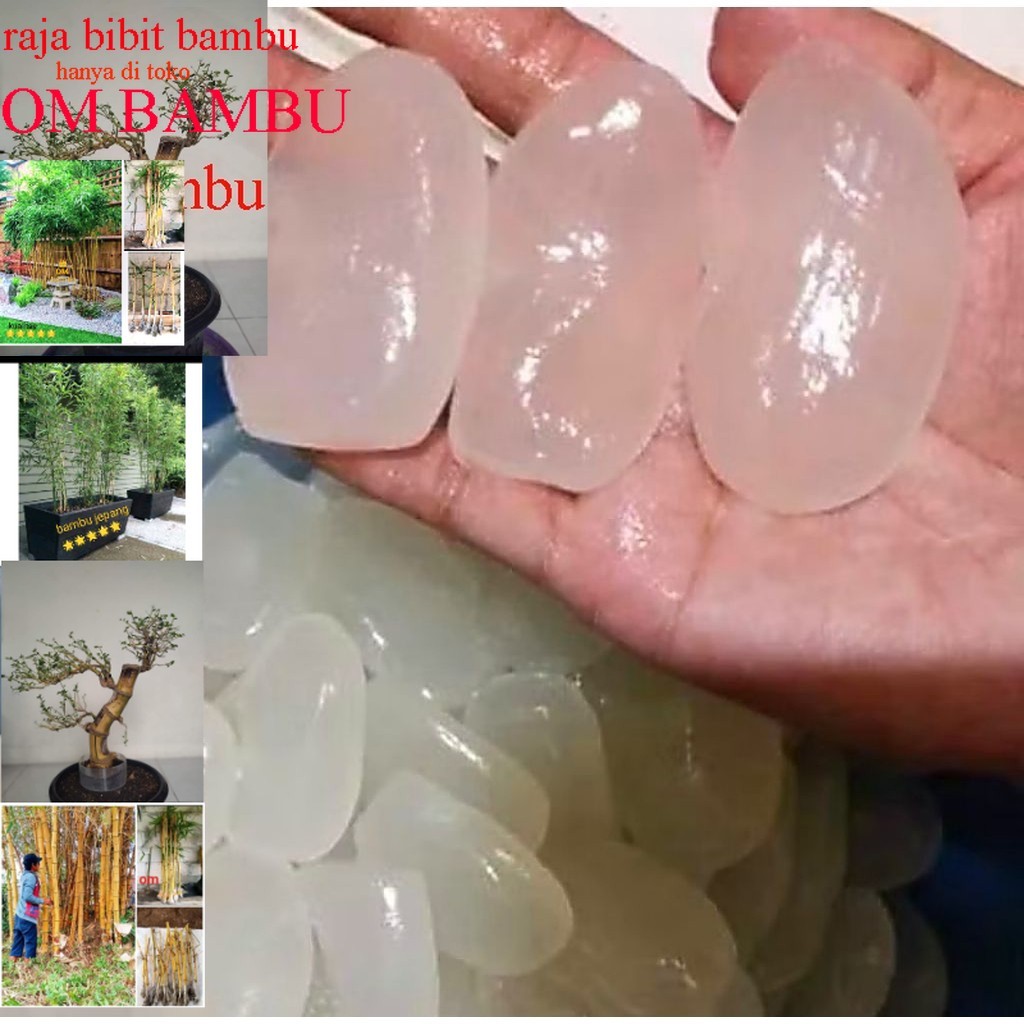 

KOLANG KALING SUPER BESAR DAN KENYAL / COCOK UNTUK MANISAN DLL besellr