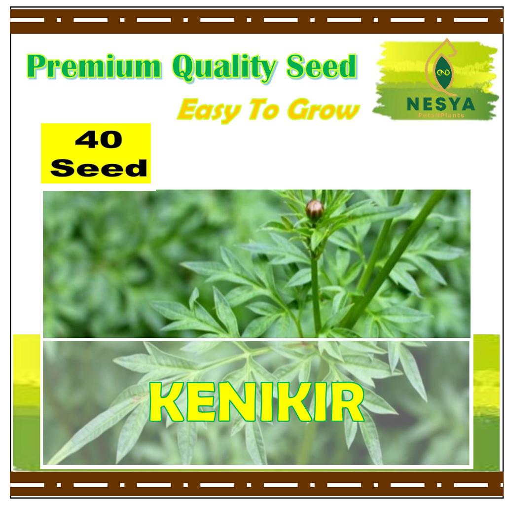 40 Biji Benih Kenikir Sayuran Kenikir