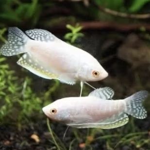 Promo ikan sepat putih albino / ikan hias sepat albino putih / ikan sepat pemakan kutu koi / ikan hi