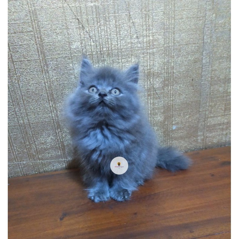 kucing Persia munckin abu solid longhair