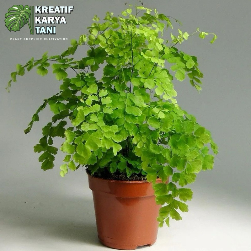 Tanaman Hias Suplir Kriwil - Suplir Kribo - Tanaman Suplir