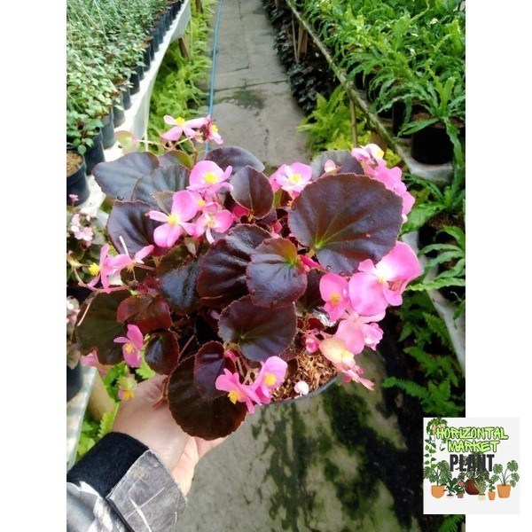 BEGONIA CUCULLATA  begonia bunga pink