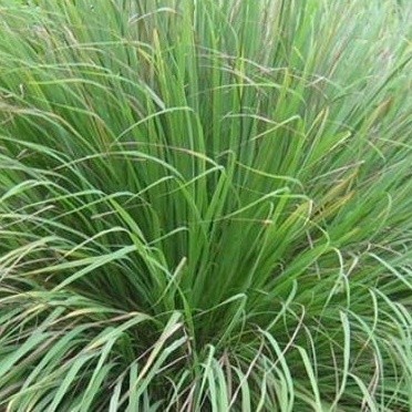 

LadangHerbal Obat Herbal Daun Sereh Wangi 500gr Daun Segar Sereh Merah Murah Sereh Wulung