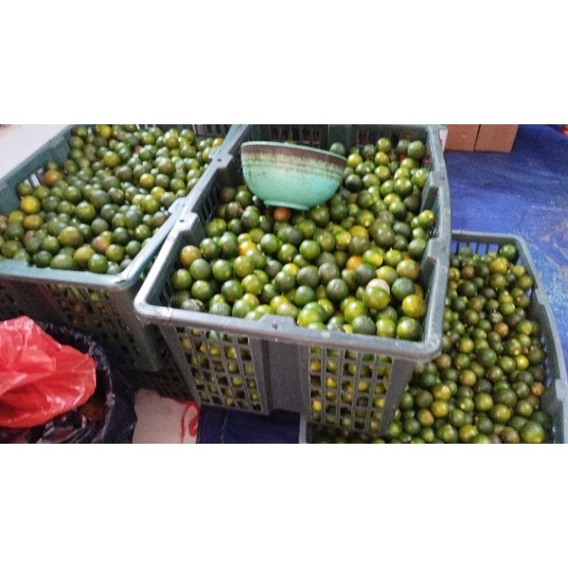

1 kg Jeruk sonkit / lemon cui / kasturi / kunci / Kalamansi