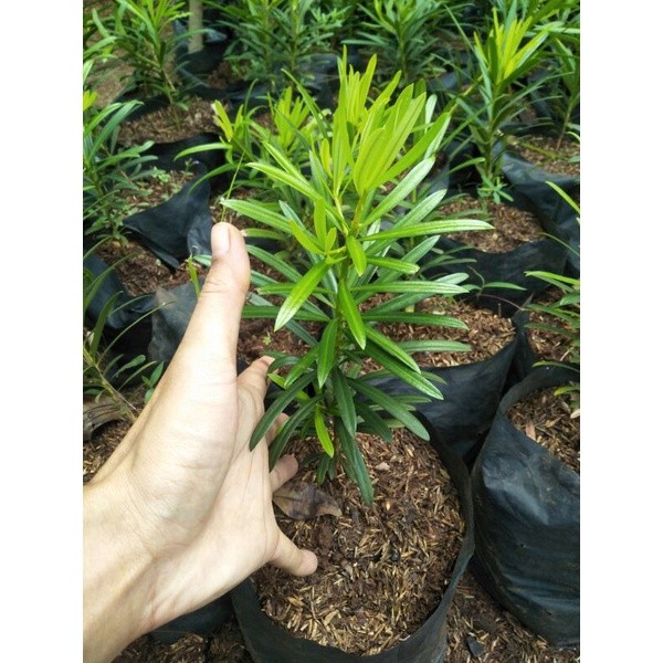 Tanaman lohansung - bahan bonsai lohansung cincuan