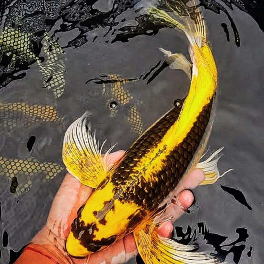 Hiasan paket 1 pcs koi Kabuto slayer kumpay size 9_13cm  kwalitas terbaik/ koi Kabuto slayer