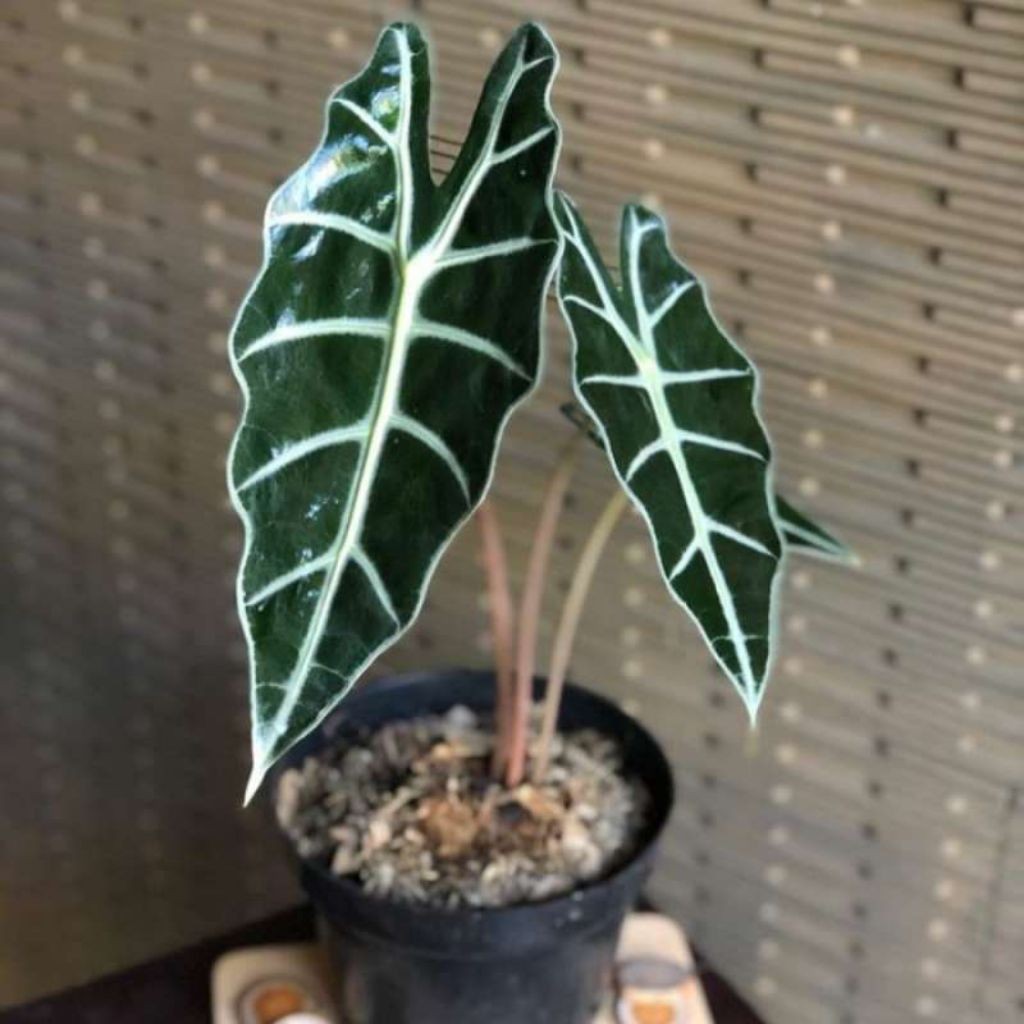 Tanaman hias keladi amazon - keladi amazon  - caladium