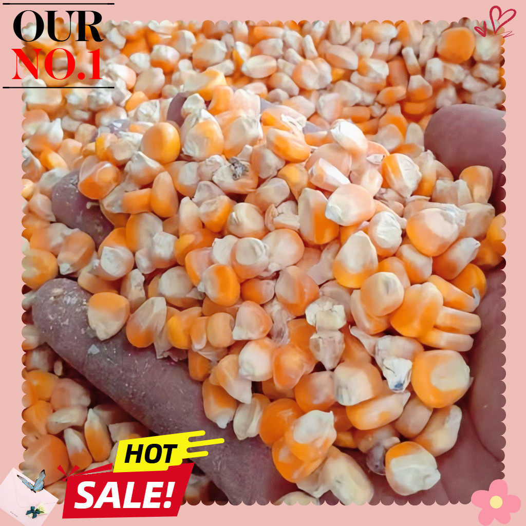 Nusaps - Jagung Hibrida Kering Pakan Burung Dara Merpati - Jagung Pipil Pakan Ayam - Jagung Utuh Ker