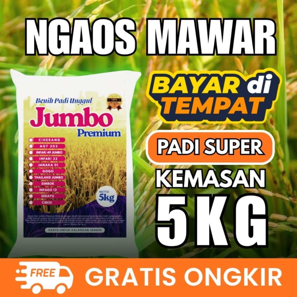 [ AGEN BENIH PADI ] Benih padi ngaos mawar 5kg