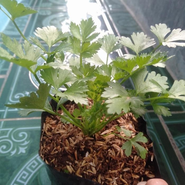 bibit tanaman seledri-tanaman daun seledri