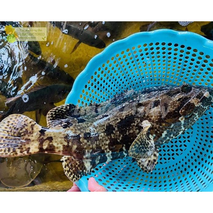 Ikan Kerapu Segar Ikan Kerapu 1Kg Ikan Kerapu Cantrang Ikan Kerapu Macan Seafood Ikan Segar Ikan Lau