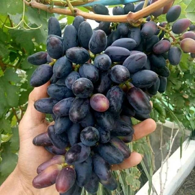 BIBIT ANGGUR IMPORT JENIS GOSV