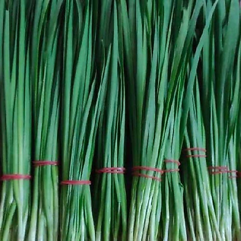 daun kucai 1kg