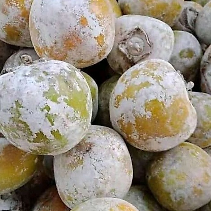 BUAH KESEMEK SEGAR / KESEMEK LOKAL