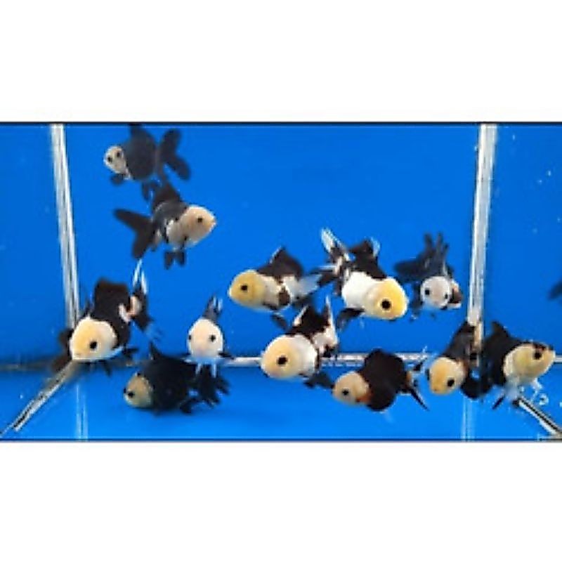 IKAN HIAS KOKI PANDA / IKAN HIAS MAS KOKI PANDA