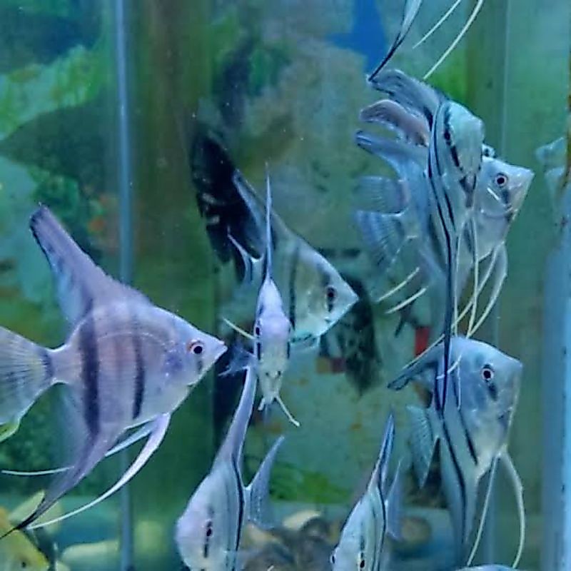 Manfish Blue Pinoy 2.5 - 3 Cm - ETALASE