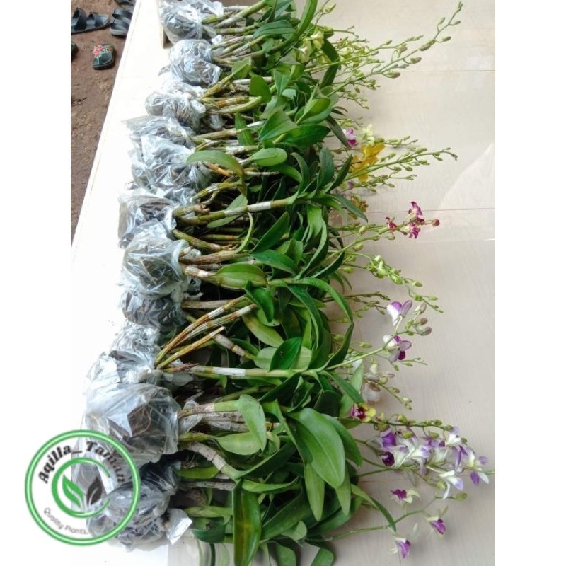 ANGGREK DENDROBIUM DEWASA-ANGGREK DENDROBIUM-ANGGREK DENDROBIUM DEWASA-BUNGA HIAS-BUNGA HIDUP-DENDRO