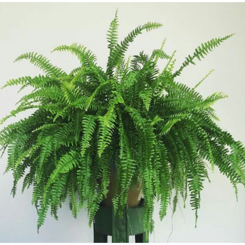 Tanaman Daun PAKIS SISIR - Tanaman Hias Hidup Pakis Sisir - Pakis Keriting