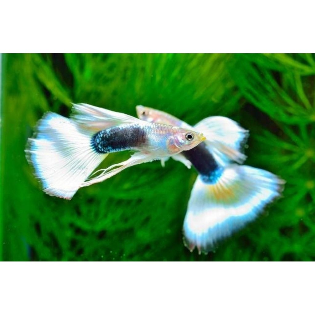 HalfBlack White Pastel Sepasang HB White bagus Pastel Guppy HiasanAquascape