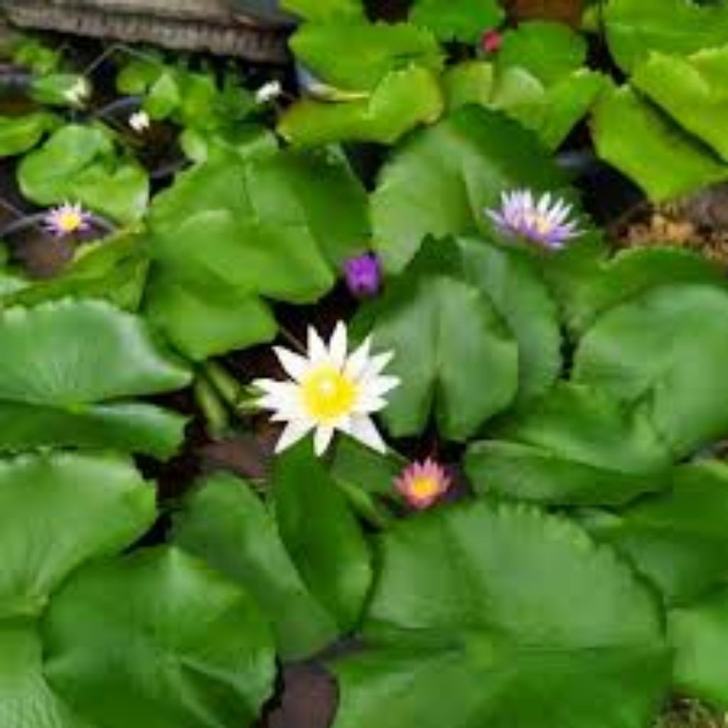 COD Bunga Teratai Lotus/Teratai Air Bibit Teratai Segar siap tanam