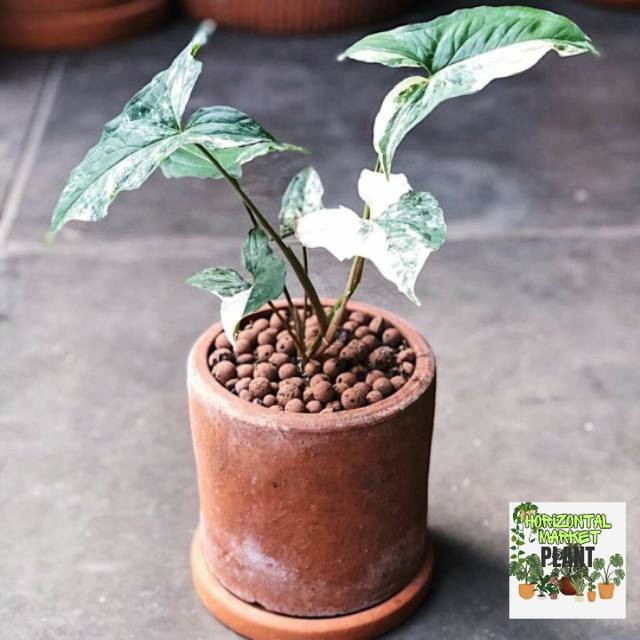 Tanaman hias syngonium varigata albo-syngonium varigata-syngonium