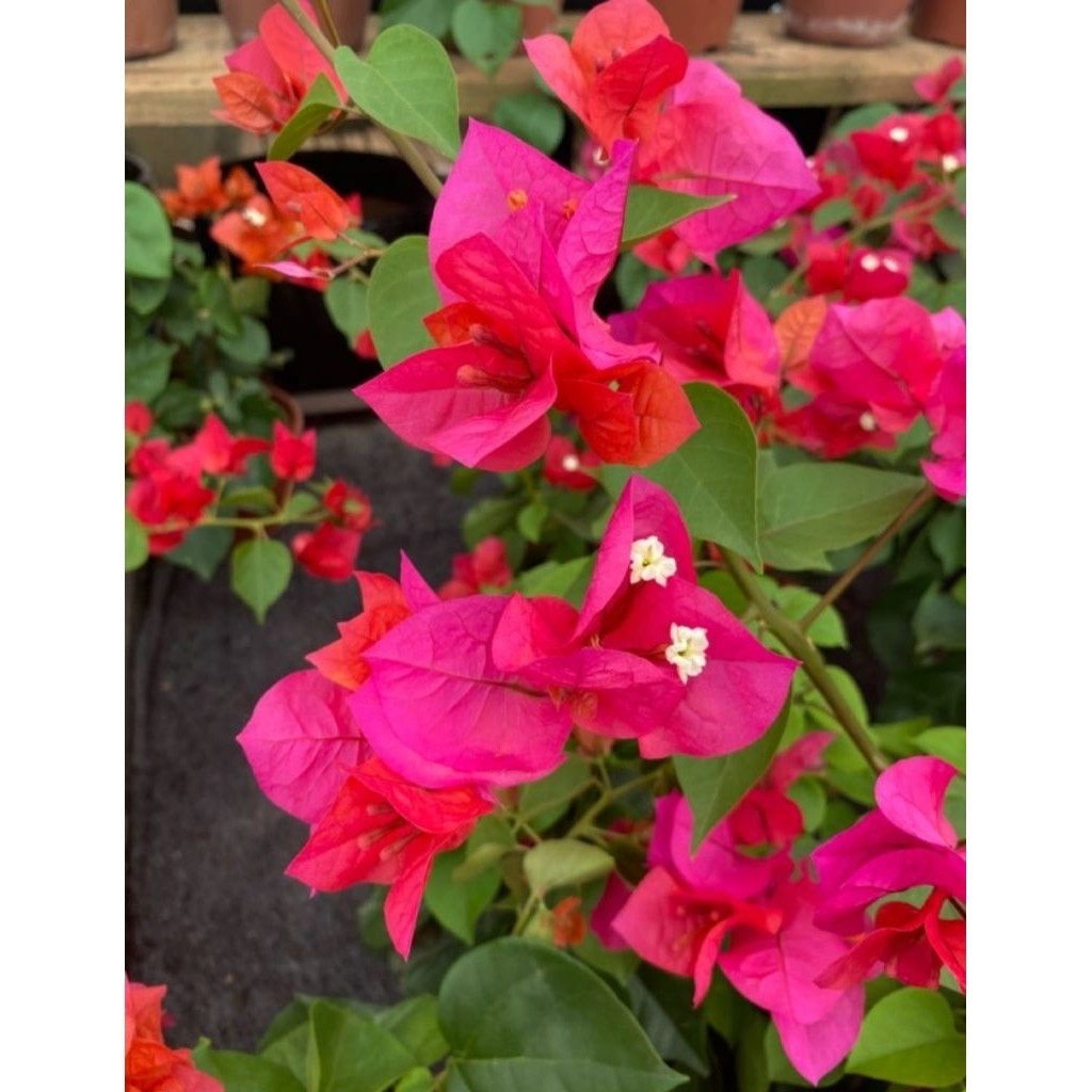 Bibit Bunga Bougenville Warna Pink Fanta (free pupuk)
