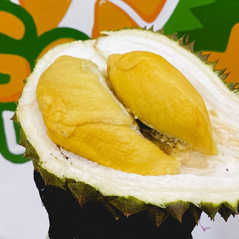 Bibit Durian Bawor 1 METER BATANG BESAR