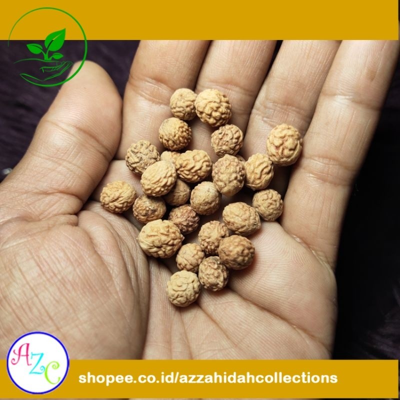 [Per 1 Biji] Benih Bidara Arab / Sidr Asli | Biji Bidara | azc-ppp