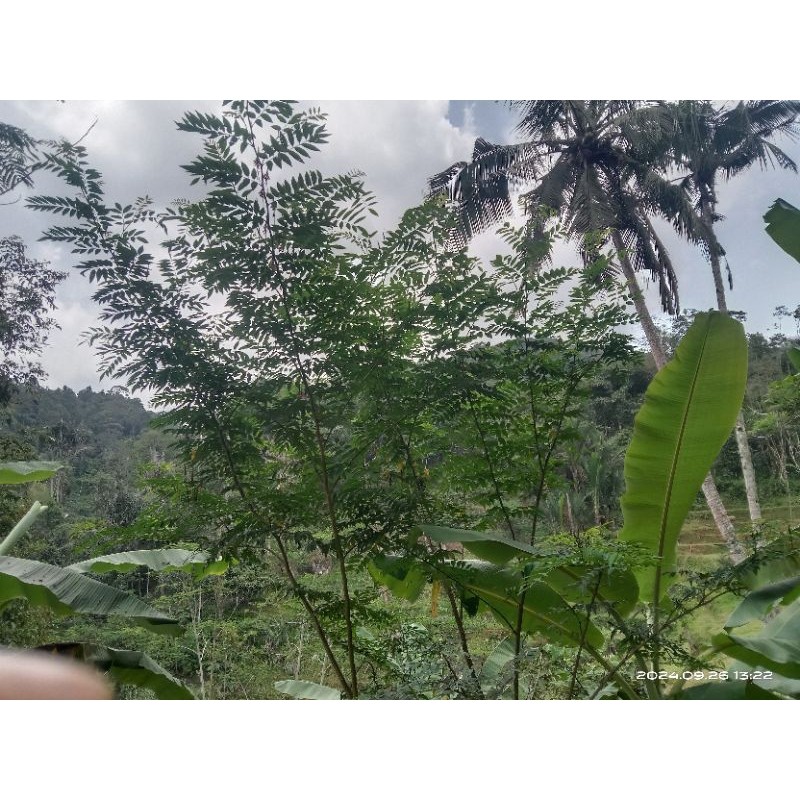 paket hemat  10 bibit stek indigofera / hijauan pakan ternak / benih indigofera pakan kambing pakan 