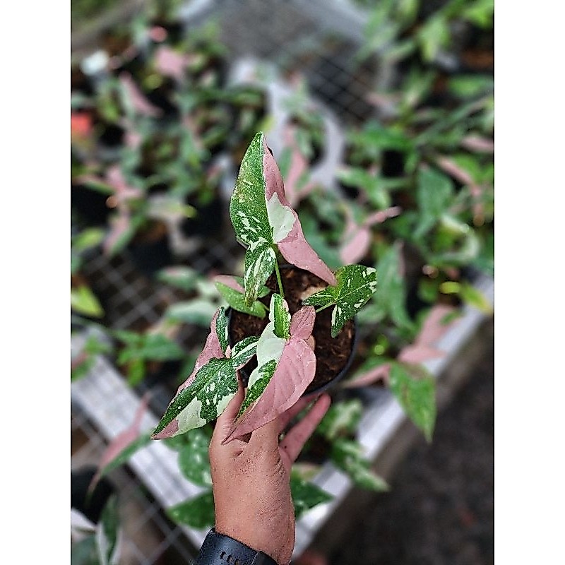 Singonium Red Spot tricolor
