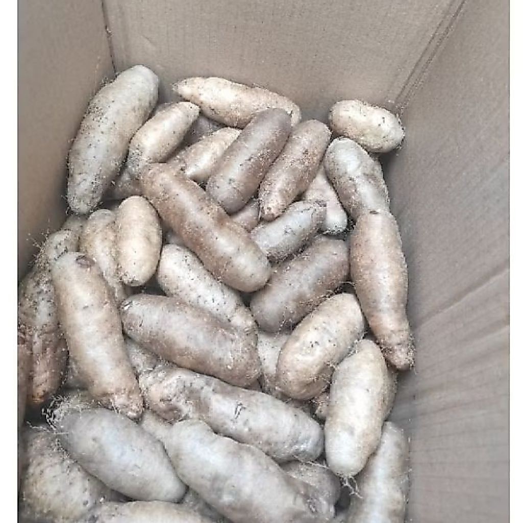 Gembili ketan umbi gembili 1 kg