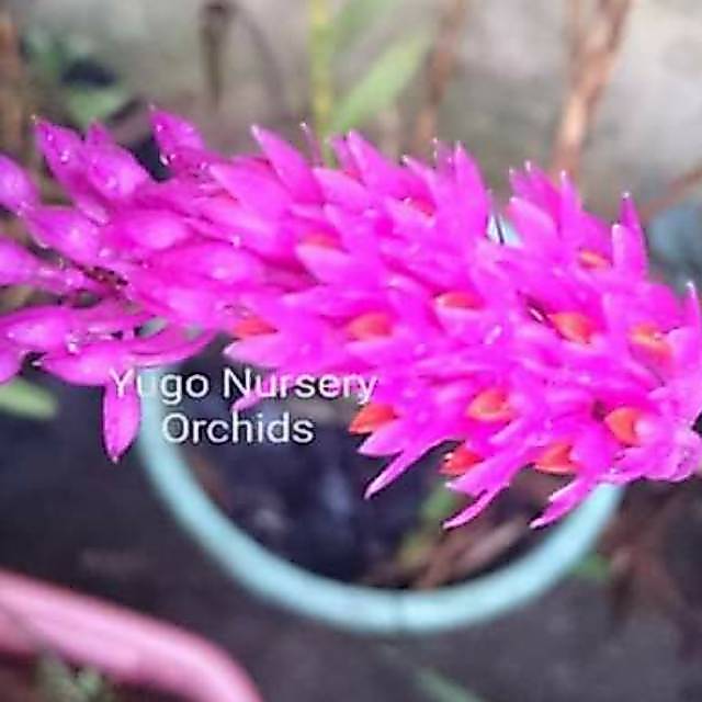 Dendro scundum Anggrek Dendrobium merah scundum anggrek Dendrobium spesies murah Anggrek asli jawa