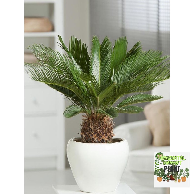 TANAMAN HIAS INDOOR SIKAS - TANAMAN HIAS SIKAS - PALEM SIKAS