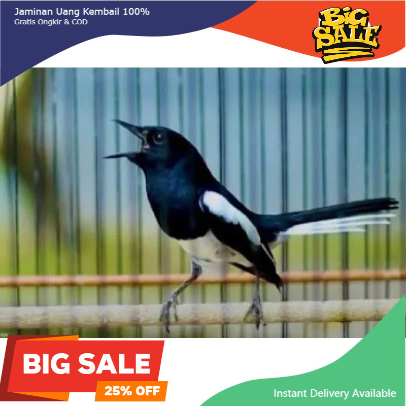 burung kacer dada putih jabar pilihan jantan gemuk sehat mulus