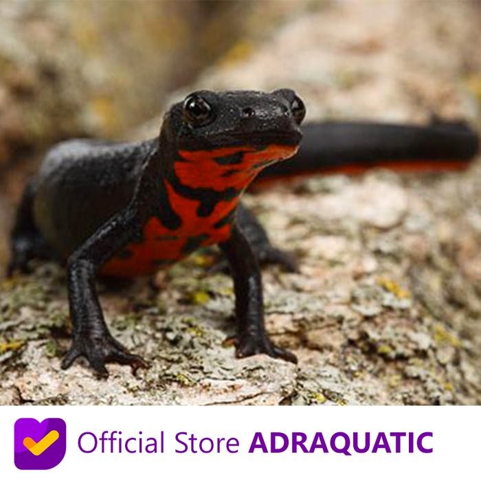 "TNKSYU" -  TERLARIS SALAMANDER RED BELLY FIRE BELLIED NEWT REPTIL - 5 CM