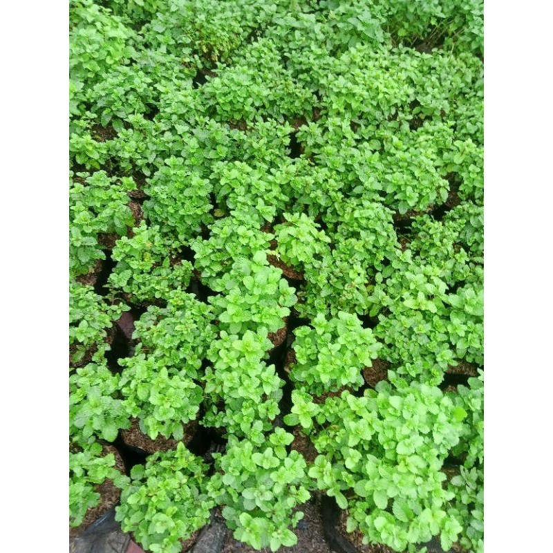 Tanaman daun mint - tanaman herbal daun mint - Daun mint segar - tanaman spearmint