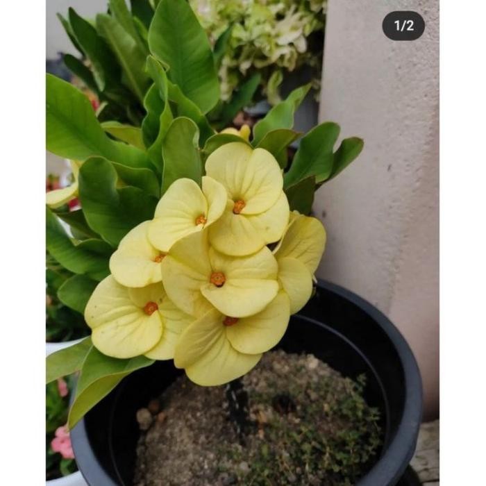 TANAMAN HIAS EUPHORBIA KUNING MILI//EUPHORBIA IMPORT - BUNGA HIAS EPORBIA - BUNGA HIAS HIDUP
