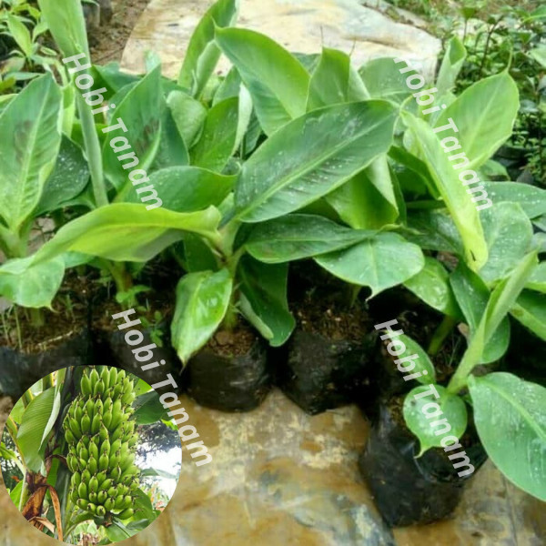 Bibit Pisang Uli pulen cepat berbuah bibit pisang ulin tanaman pisang uli