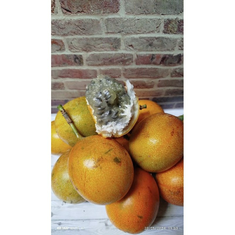 

MARKISA MANIS SEGAR / Konyal Manis Khas GARUT