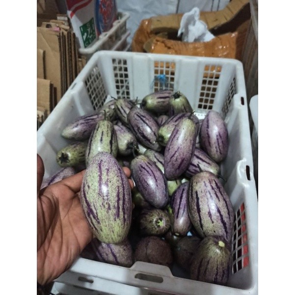 

Pepino / buah put Ciwidey per 1 kg
