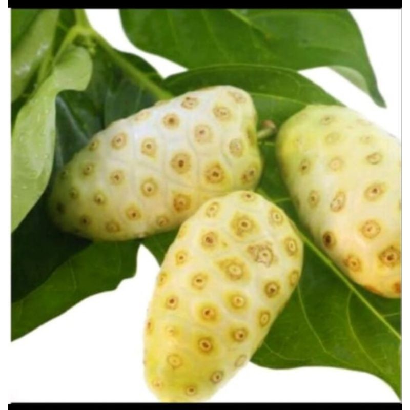 

Daun pacitan/daun mengkudu perlembar