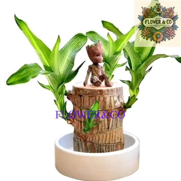 PROMO COD Brazilian Wood bahan bonsai Tanaman hias bonsai brazilian Wood cantik - hanjuang brazilian