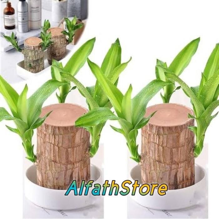 1 Paket ISI 5 Batang Bonsai Hanjuang