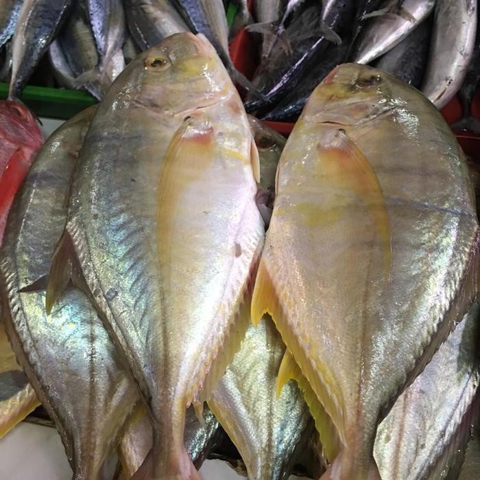Ikan Kuwe Manggali 500gr