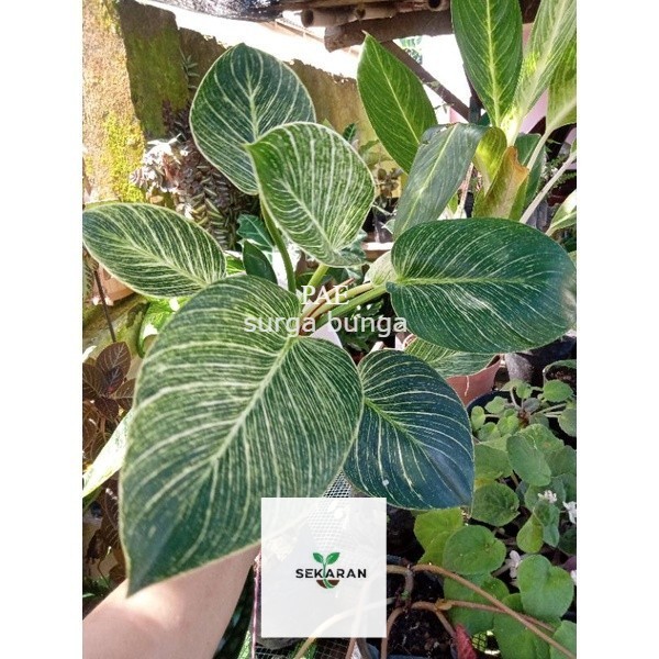 bibit Philodendron Birkin - tanaaman hias- bungaa penyejuk- ukuran 8-15cm - Philodendron erubescens