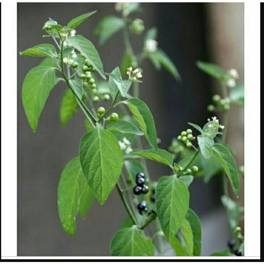 MKS Bibit Benih Leunca