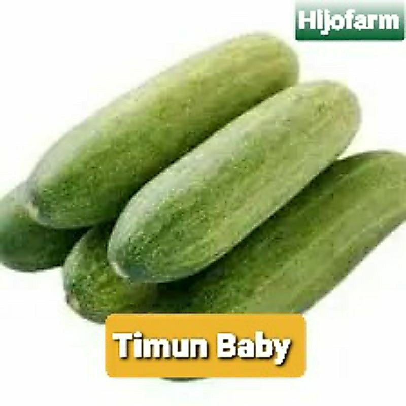 Timun/Mentimun Baby/Timun Lalap 500 Gr