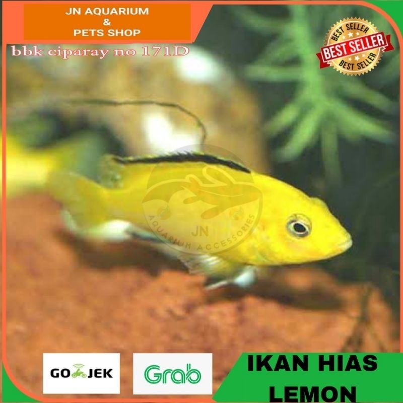 Ikan Hias Lemon Cichlid  Ikan Air Tawar  Aquarium Aquascape