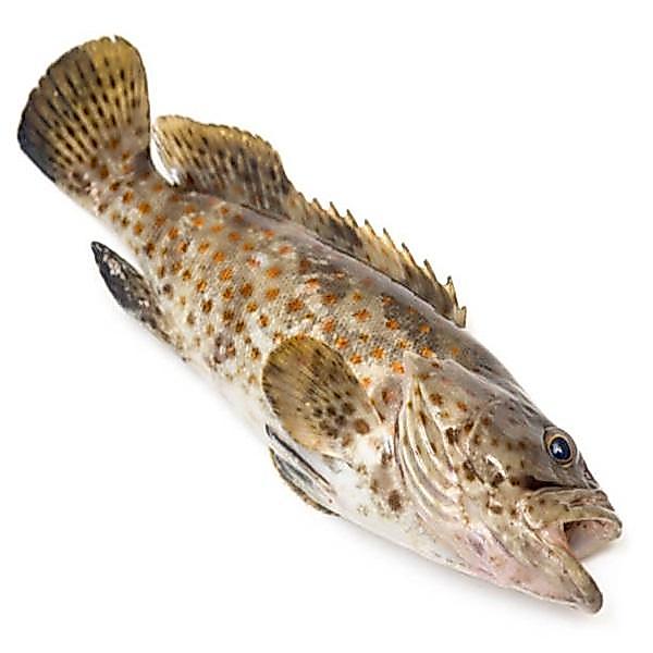 Ikan Kerapu 1Kg Ikan Kerapu Segar Ikan Kerapu Lumpur Seafood Ikan Laut Ikan Basah Ikan Segar 1Kg Mak